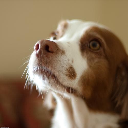 Brittany Spaniel