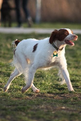 Brittany Spaniel