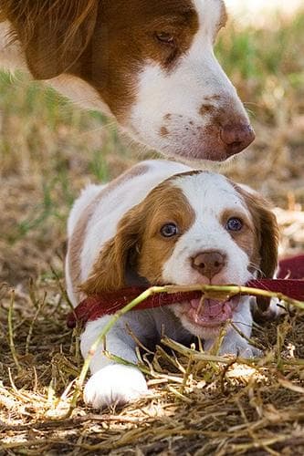Brittany Spaniel