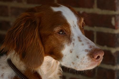 Brittany Spaniel