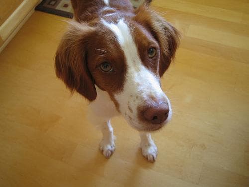Brittany Spaniel