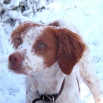Brittany Spaniel