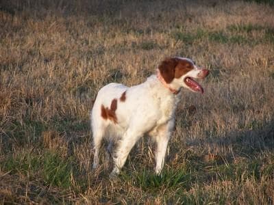 Brittany Spaniel