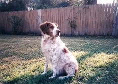 Brittany Spaniel