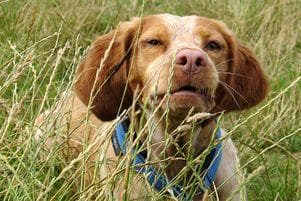 spaniel