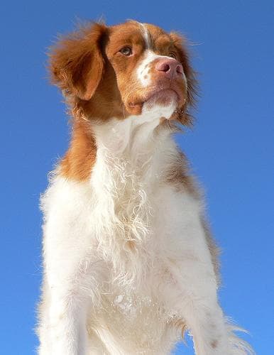 Brittany Spaniel