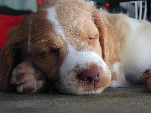 Brittany Spaniel