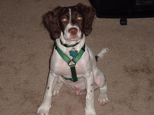 Brittany Spaniel