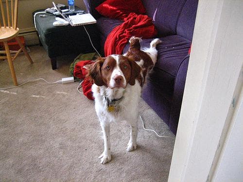 Brittany Spaniel