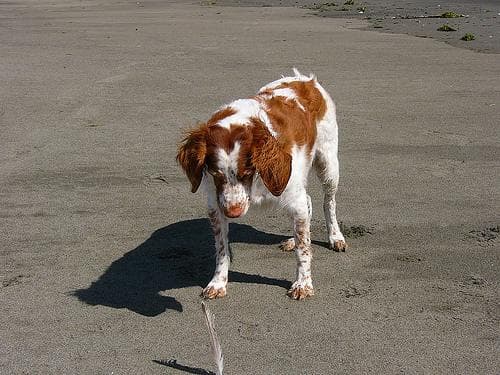Brittany Spaniel