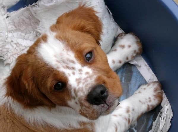 Brittany Spaniel