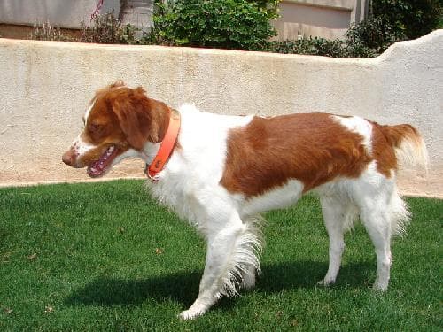 Brittany Spaniel