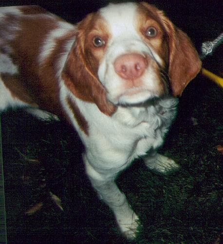Brittany Spaniel