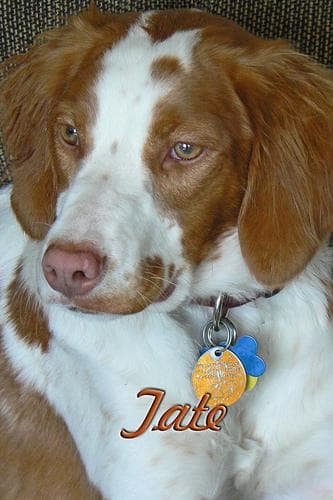 Brittany Spaniel