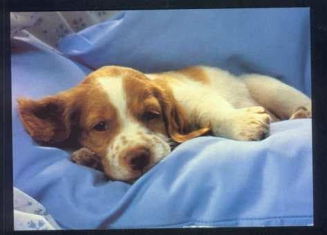 Brittany Spaniel