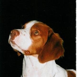 Brittany Spaniel