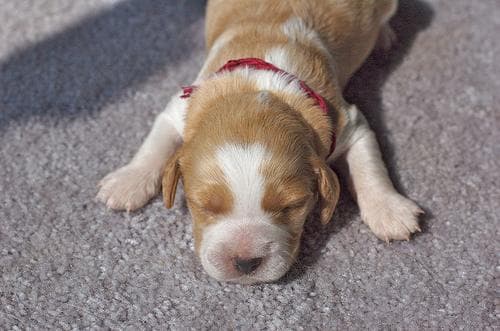 Brittany Spaniel