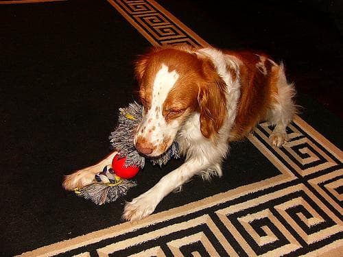 Brittany Spaniel