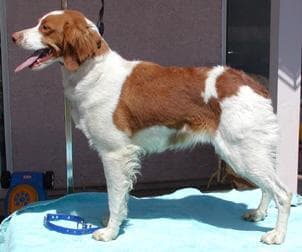 Brittany Spaniel