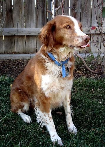 Brittany Spaniel