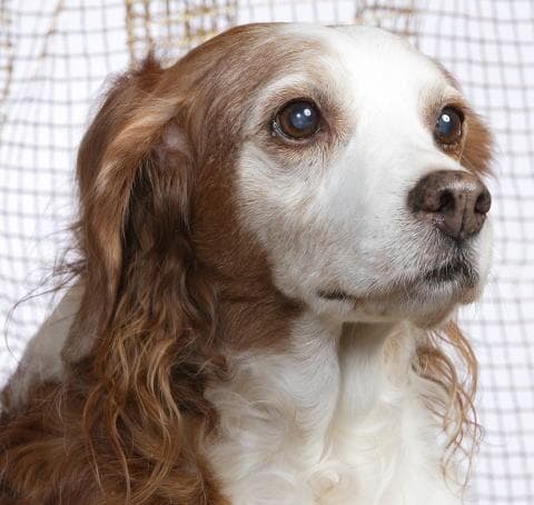 Brittany Spaniel