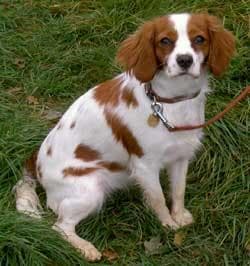 Brittany Spaniel