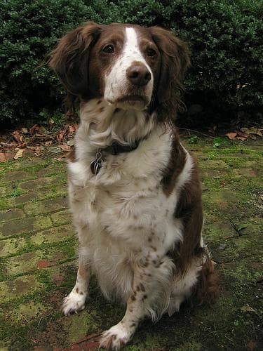 Brittany Spaniel