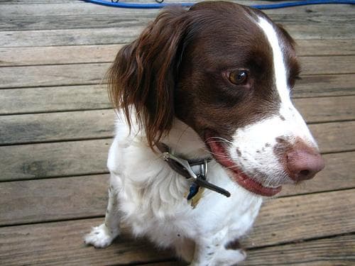 Brittany Spaniel