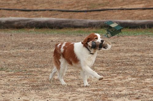 Brittany Spaniel