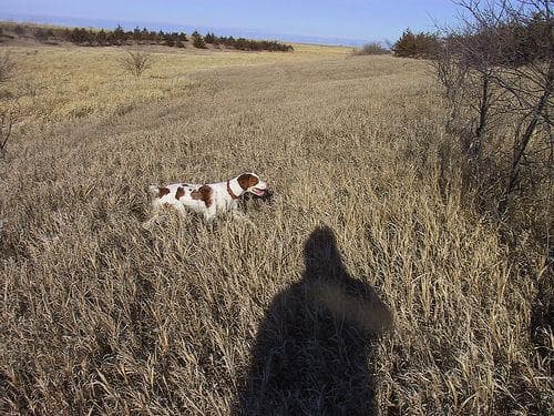 Brittany Spaniel