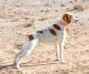 Brittany Spaniel