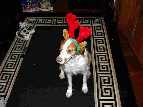 spaniel