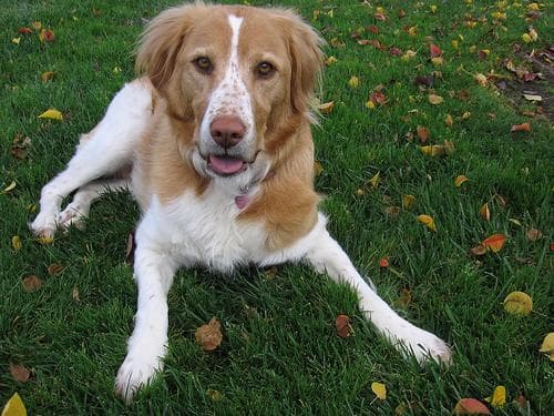 Brittany Spaniel