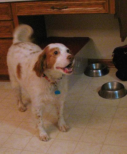 Brittany Spaniel