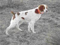 Brittany Spaniel