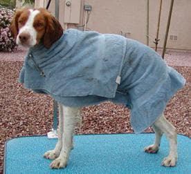 Brittany Spaniel