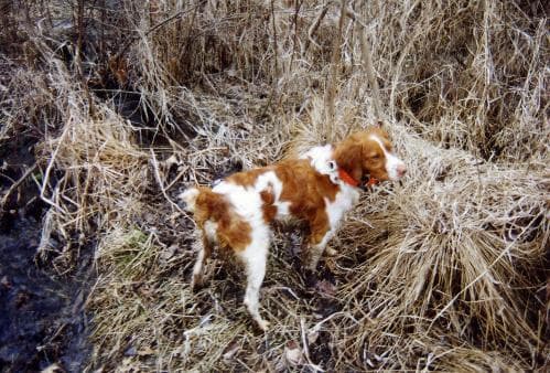 Brittany Spaniel