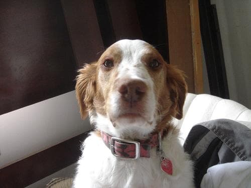 Brittany Spaniel