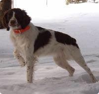 Brittany Spaniel