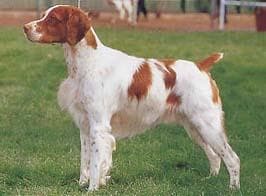 Brittany Spaniel