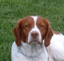 Brittany Spaniel