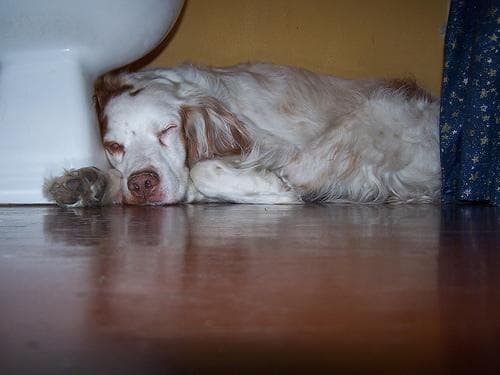 Brittany Spaniel