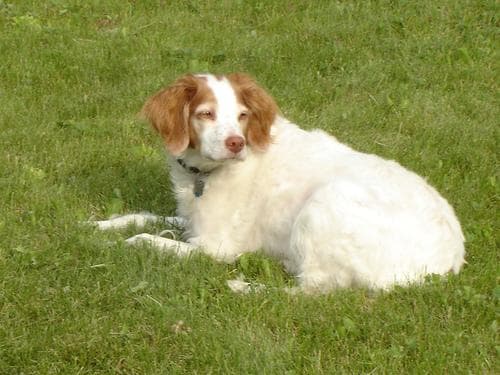 Brittany Spaniel