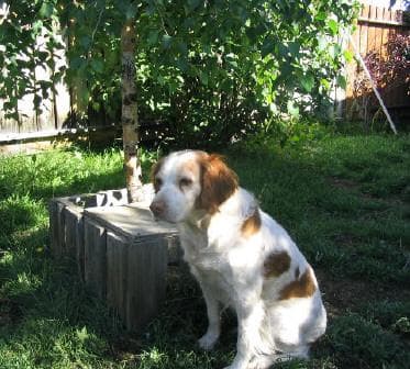 Brittany Spaniel
