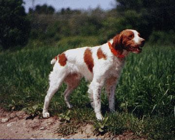 spaniel