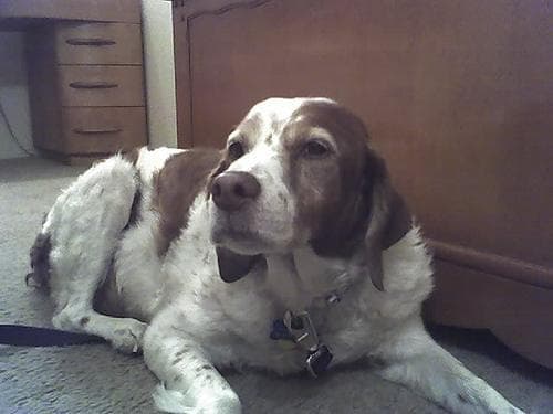 Brittany Spaniel