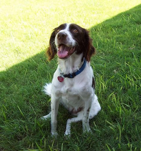 Brittany Spaniel