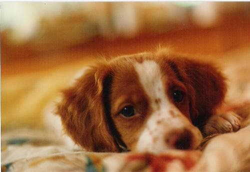 Brittany Spaniel