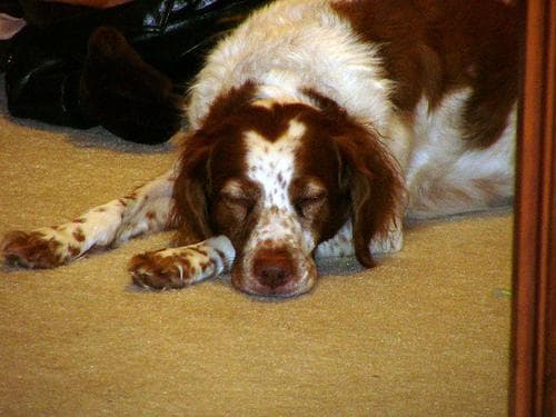 Brittany Spaniel