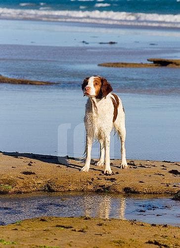 Brittany Spaniel